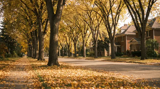 An avenue of tall elms in yellow leaf, leaves covering the sidewalk (illustration)